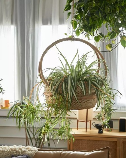 Best DIY Spider Plant Pot Ideas 4
