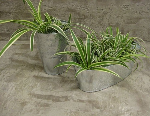 best DIY spider plant pot ideas 