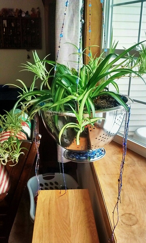 best DIY spider plant pot ideas 3