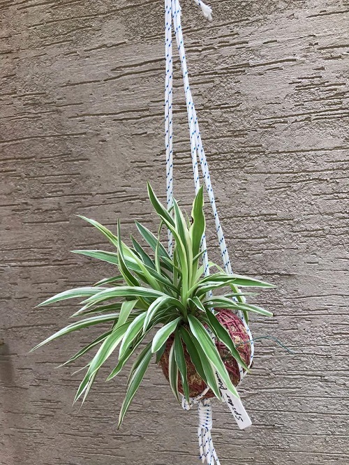 best DIY spider plant pot ideas 4