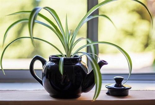 spider plant in teapot