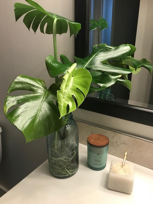 Trending Plants in water in bathroom ideas 2