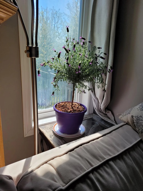 Display a Lavender Tree indoor
