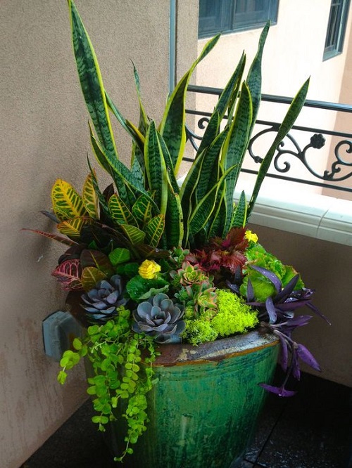 best plants to grow with snake plant 4