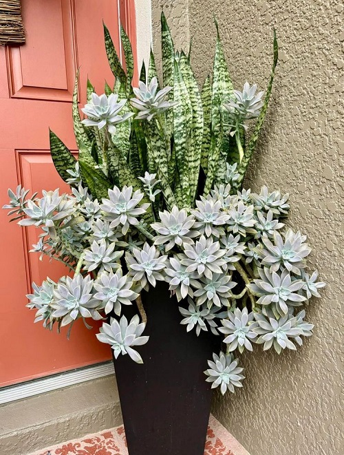 best plants to grow with snake plant 5