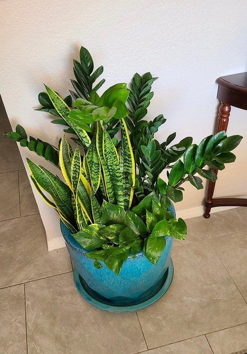 snake plant with zz plant
