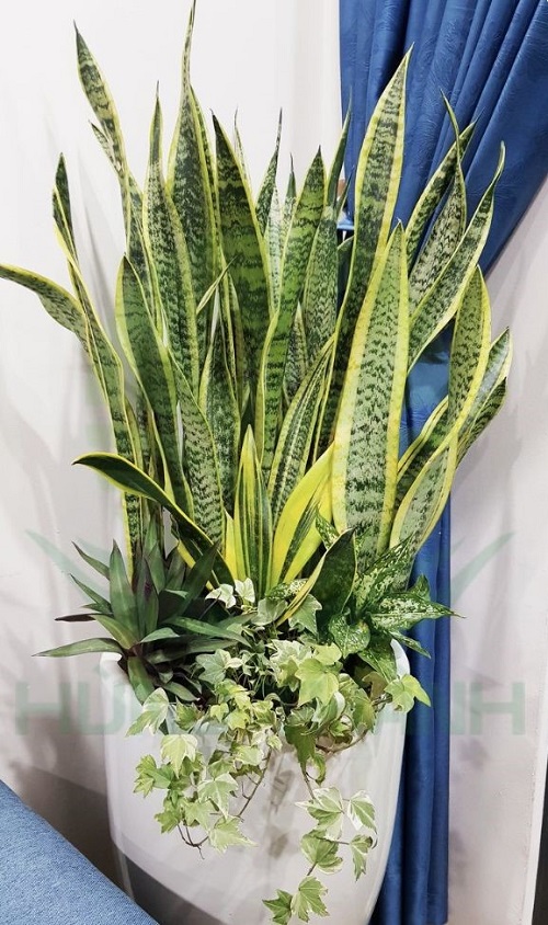 snake plant with cordyline and english ivy vine