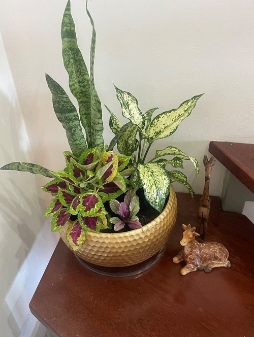 snake plant with companion plants in pot