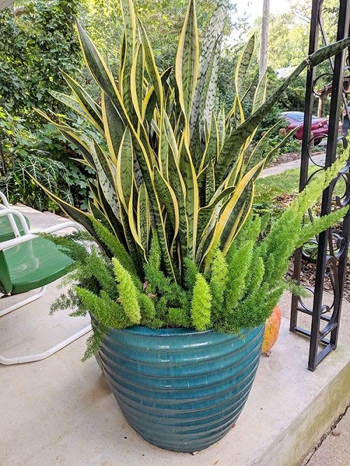 snake plant with companion plants in pot 2