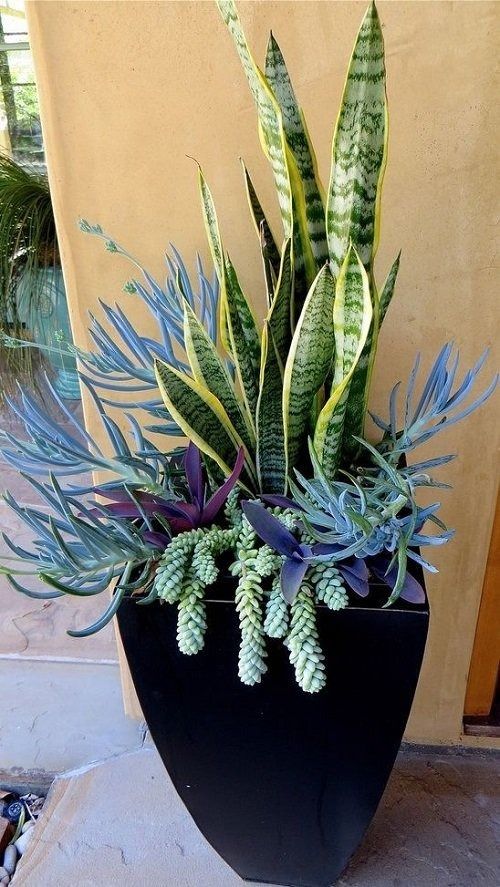 Plants that grow well with snake plant 3