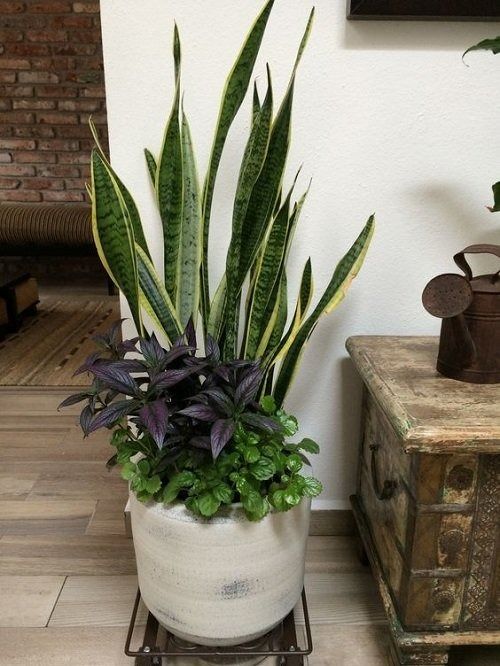 Plants that grow well with snake plant 4