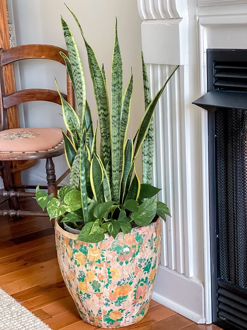 snake plant with pothos in pot