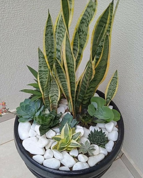 snake plant with succulents