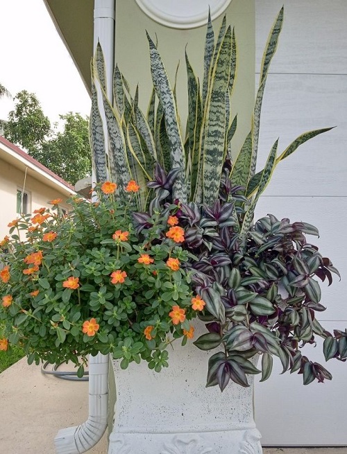 snake plant with wandering jew plant 