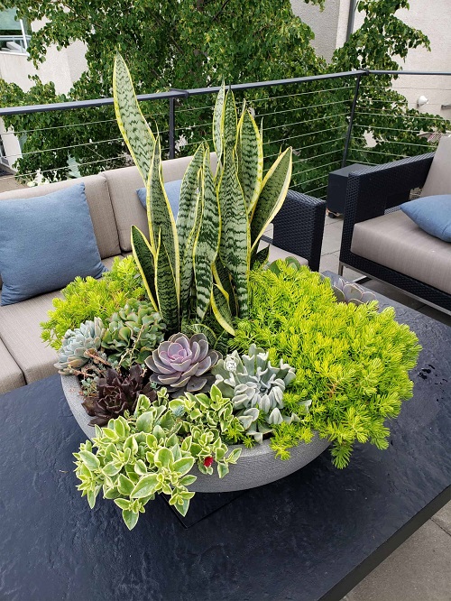 best plants to grow with snake plant 1