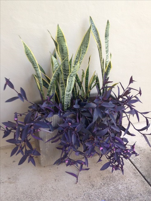 best plants to grow with snake plant 2