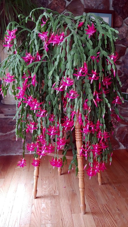 Christmas Cactus on Plant Stand Ideas 2