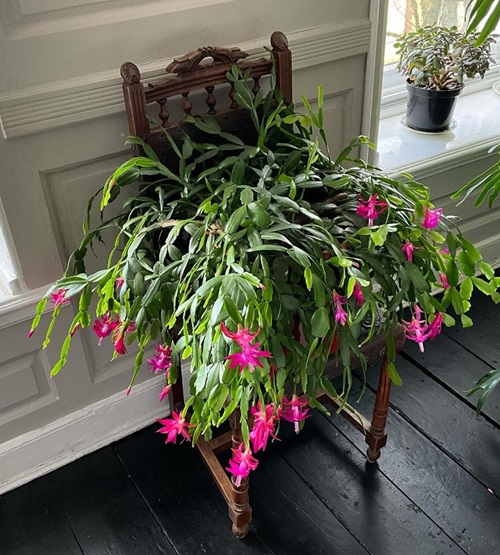 Christmas Cactus on Plant Stand Ideas 3
