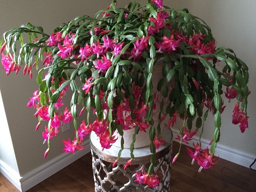 Trending Christmas Cactus Stands 3