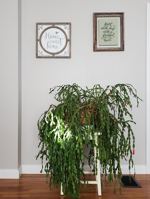 Ways to style christmas cactus indoors 4