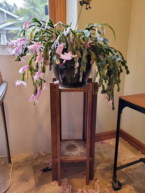 Ways to style christmas cactus pot 1