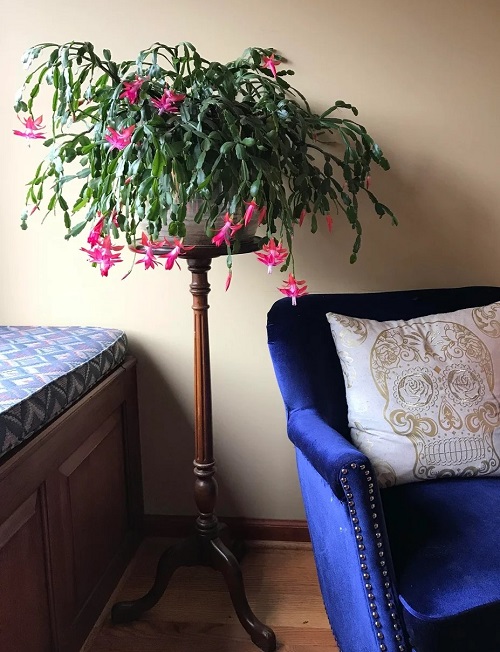Christmas Cactus on Plant Stand Ideas 4