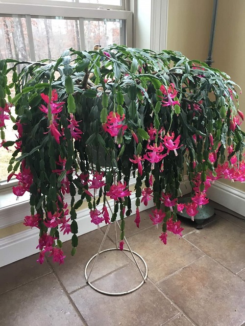 Best christmas cactus plant stand ideas 1