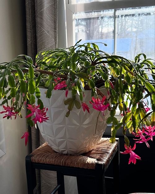 Best christmas cactus plant stand ideas 5