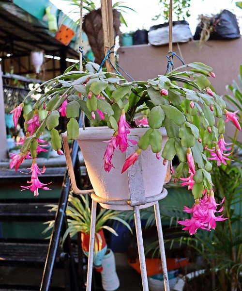 Trending Christmas Cactus Stands 1