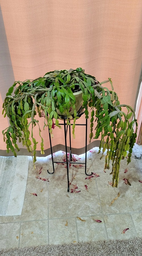 Trending Christmas Cactus Stands 2