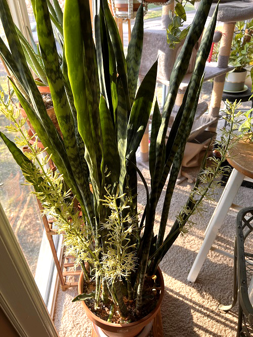 3 Best Ways to Encourage Snake Plants to Flower 1