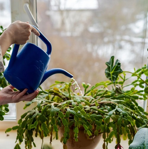 Things to do with Christmas Cactus in February 2