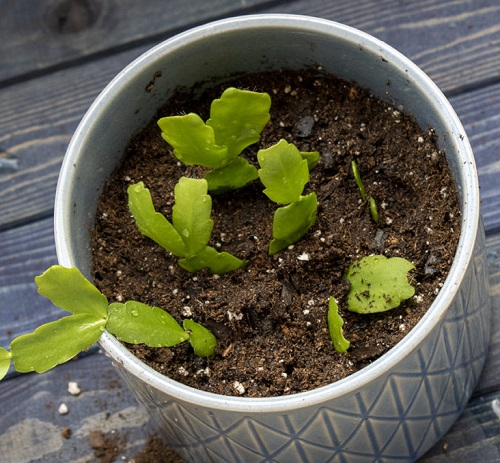 Christmas Cactus propagate