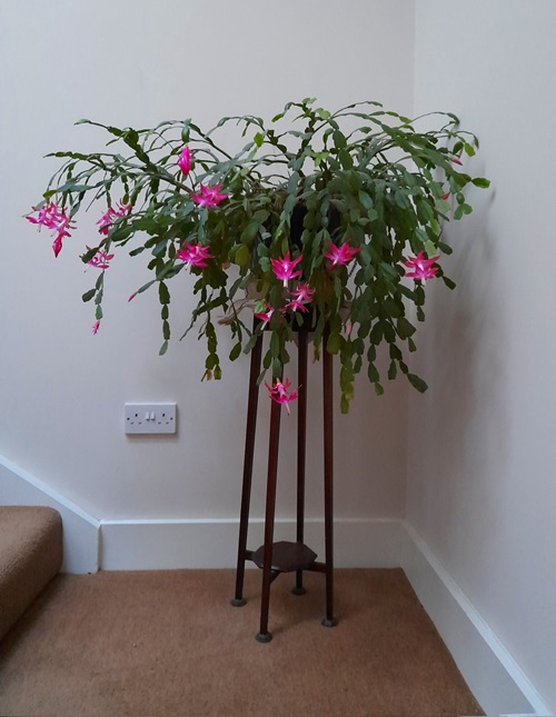 Fertilize with a Balanced Fertilizer