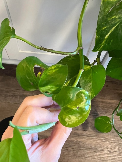 Tricks To Make Your Pothos Grow Longer Vines 2