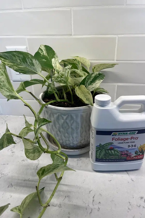 fertilizing pothos plant in pot