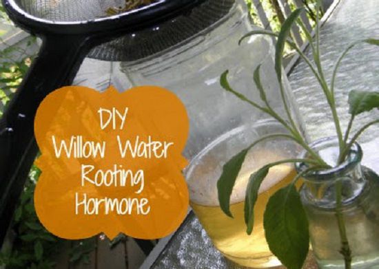 Homemade Rooting Hormone Cinnamon