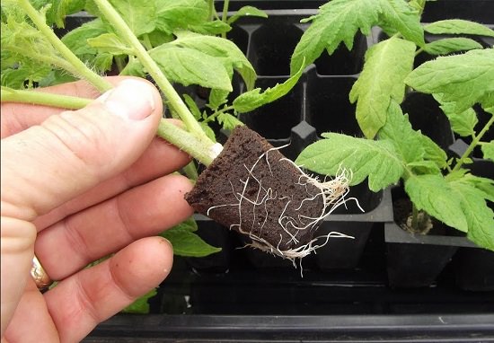 DIY Homemade Rooting Hormone Ideas