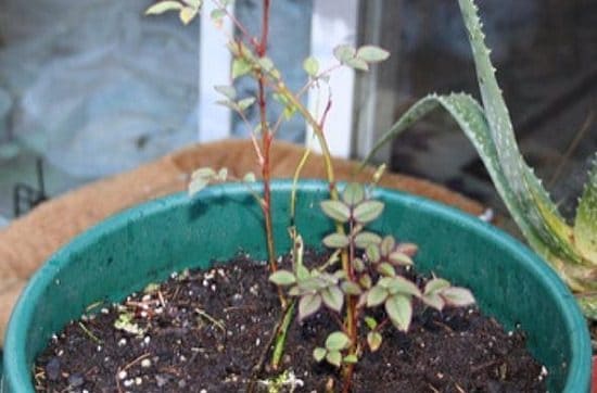 Make Your Own Rooting Hormone