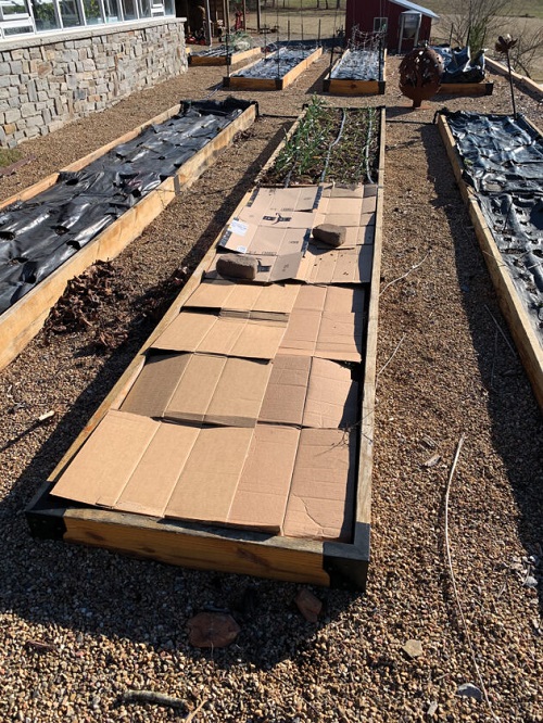 Cover Raised Beds with Cardboards in Winter for These Benefits