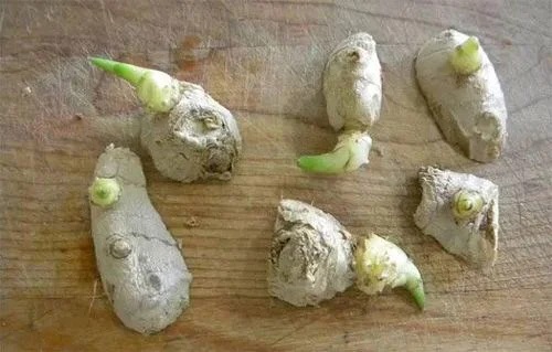 How to Grow Many Ginger Plants 
