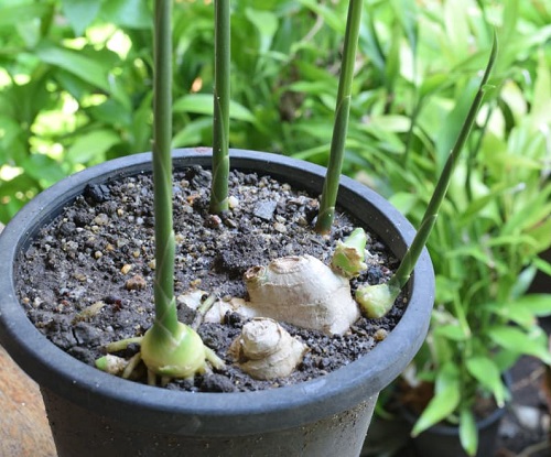 Cut Ginger into Pieces