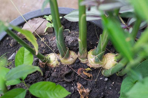 How to Grow Many Ginger Plants from One Ginger Select a Location