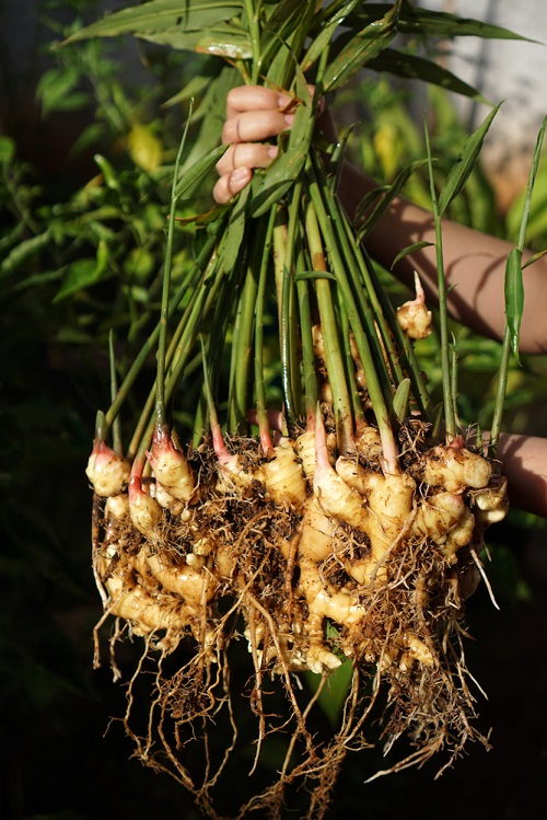 How to Harvest Ginger