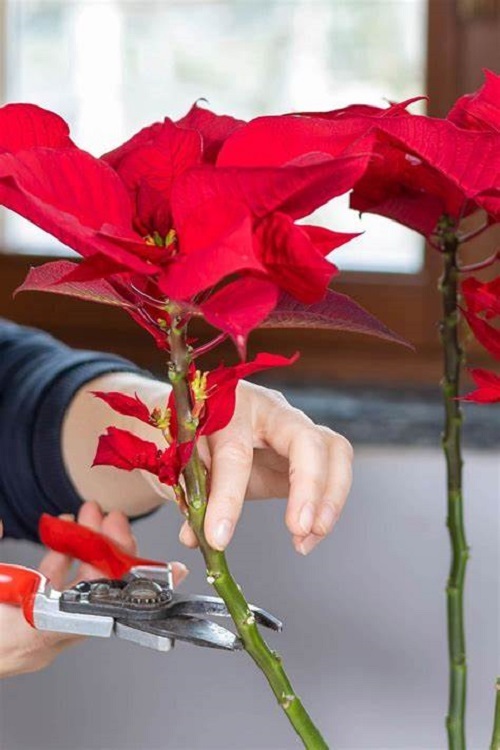 How and When to Prune Poinsettias for the best display 1