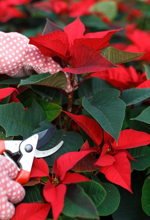 How and When to Prune Poinsettias for the best display 2