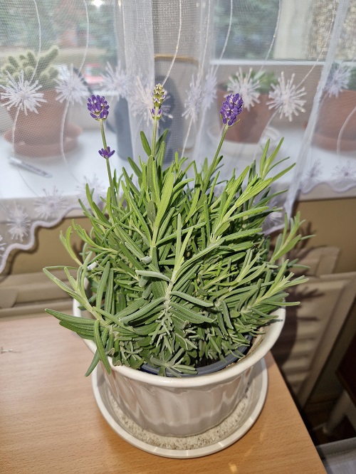 This Kitchen Herb Will Keep Pests Away From Your Home Naturally