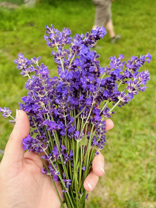 fresh lavender in hand